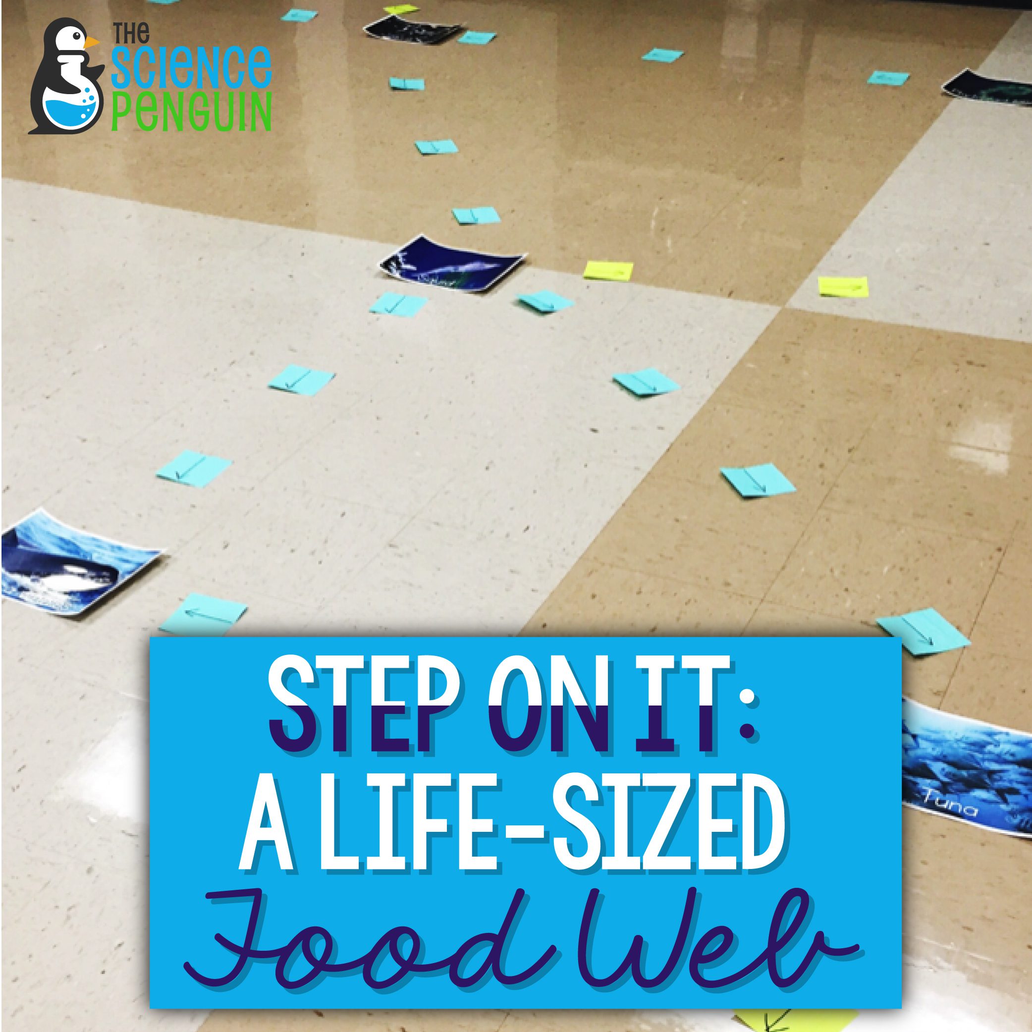 Step on it! A life-sized food web — The Science Penguin