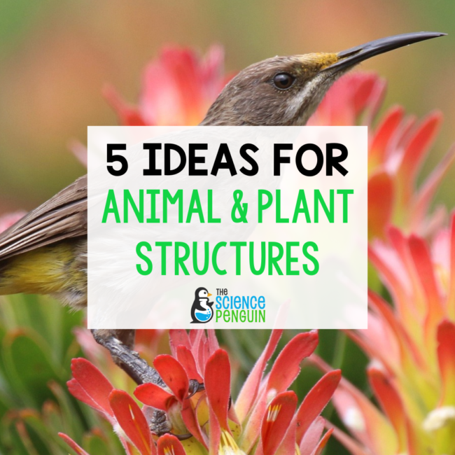 5 Ideas to Teach Animal and Plant Adaptations — The Science Penguin
