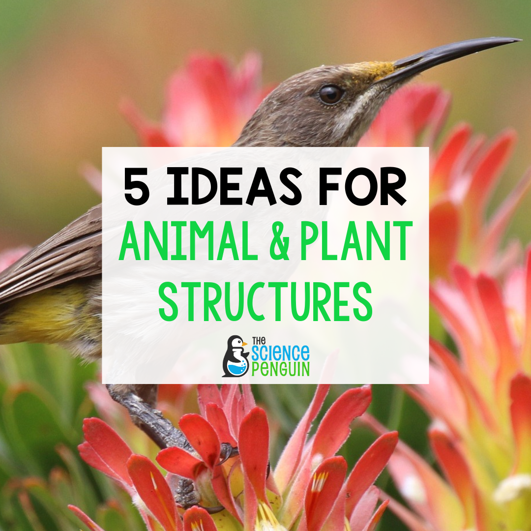 Animal & Plant Adaptations, Science Lesson For Kids