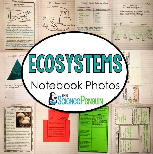 Ecosystems Science Notebook Photos