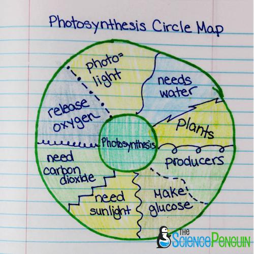 Circle Thinking Map Template from thesciencepenguin.com