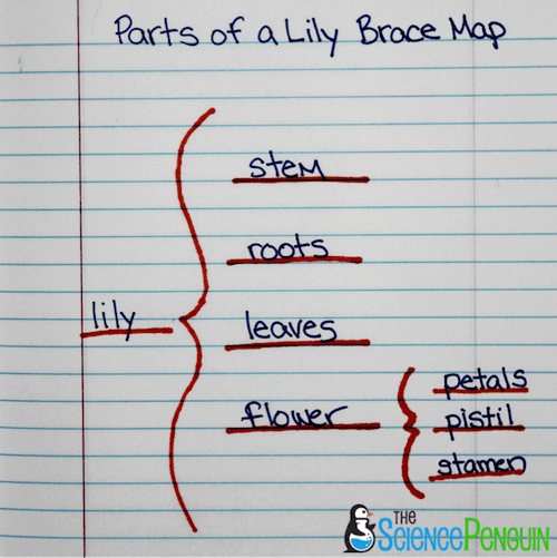 Parts of a Lily Brace Map