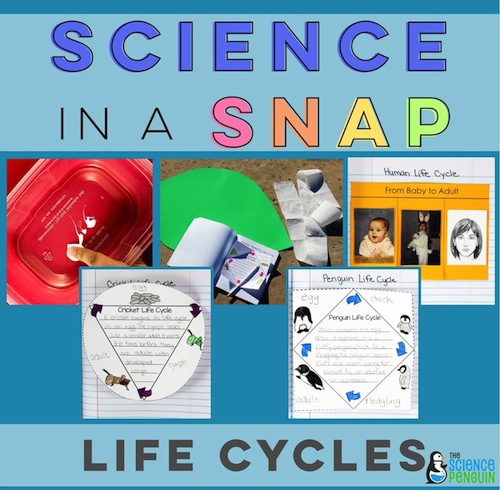 Life Cycles In A Snap The Science Penguin