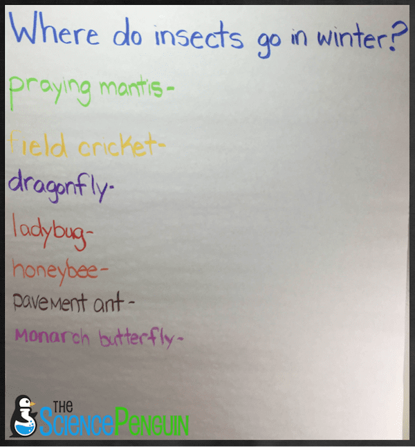 Bugs and Bugsicles book ideas-- make an anchor chart to answer "Where do insects go in winter?"