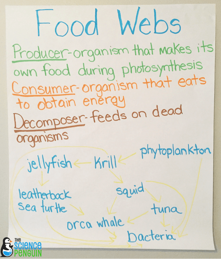 Food Web Chart Template