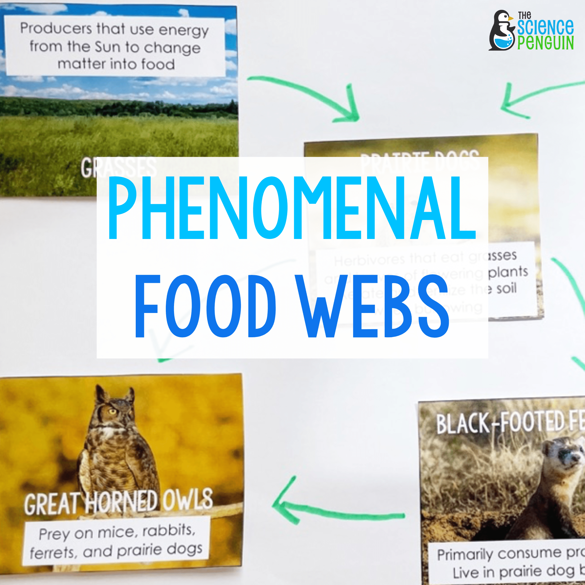 PHENOMENAL Food Webs: Teaching the 5th grade NGSS food webs standard with a  focus on keystone species — The Science Penguin