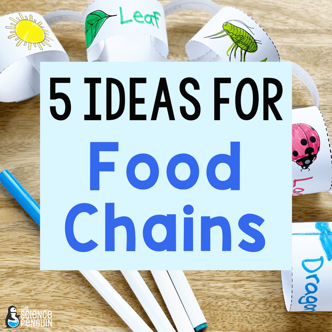 How To Teach Food Chains For 2nd And 3rd Grade The Science Penguin how-to-teach-food-chains-for-2nd-and-3rd-grade-the-science-penguin